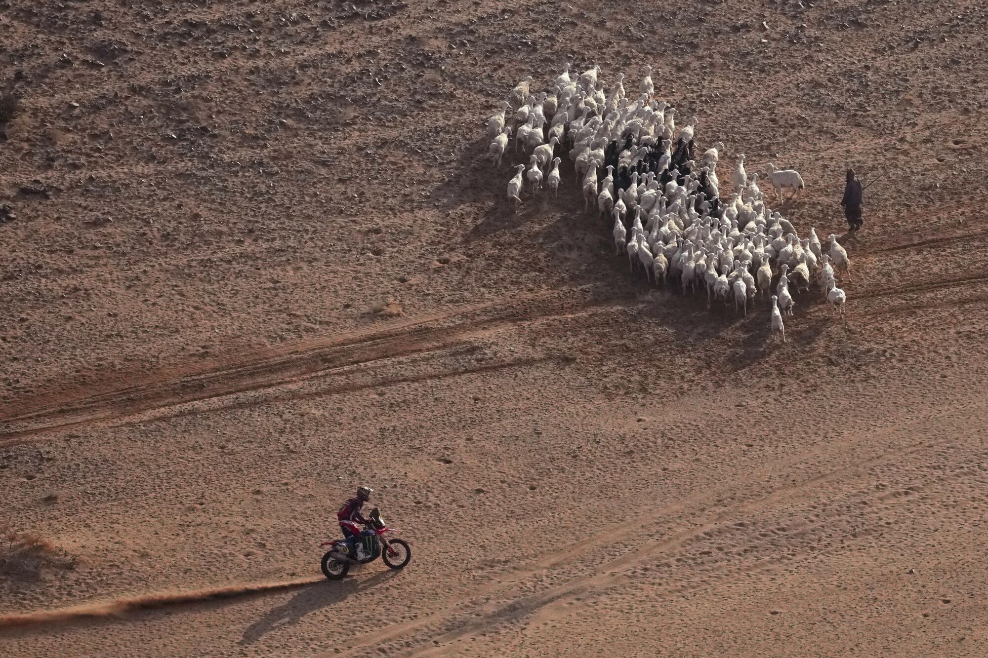 Skyler Howes rides past a herd of goats during the seventh stage of the Dakar Rally with start and finish in Al Duwadimi, Saudi Arabia, Sunday, Jan. 12, 2025. (AP Photo/Christophe Ena) Associated Press/LaPresse. EDITORIAL USE ONLY/ONLY ITALY AND SPAIN