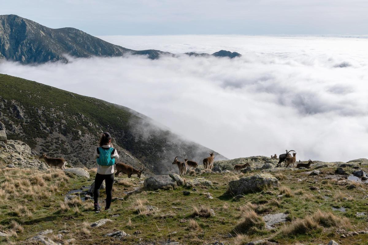 Mujer observando rebaño de cabras montesas en Gredos (España)