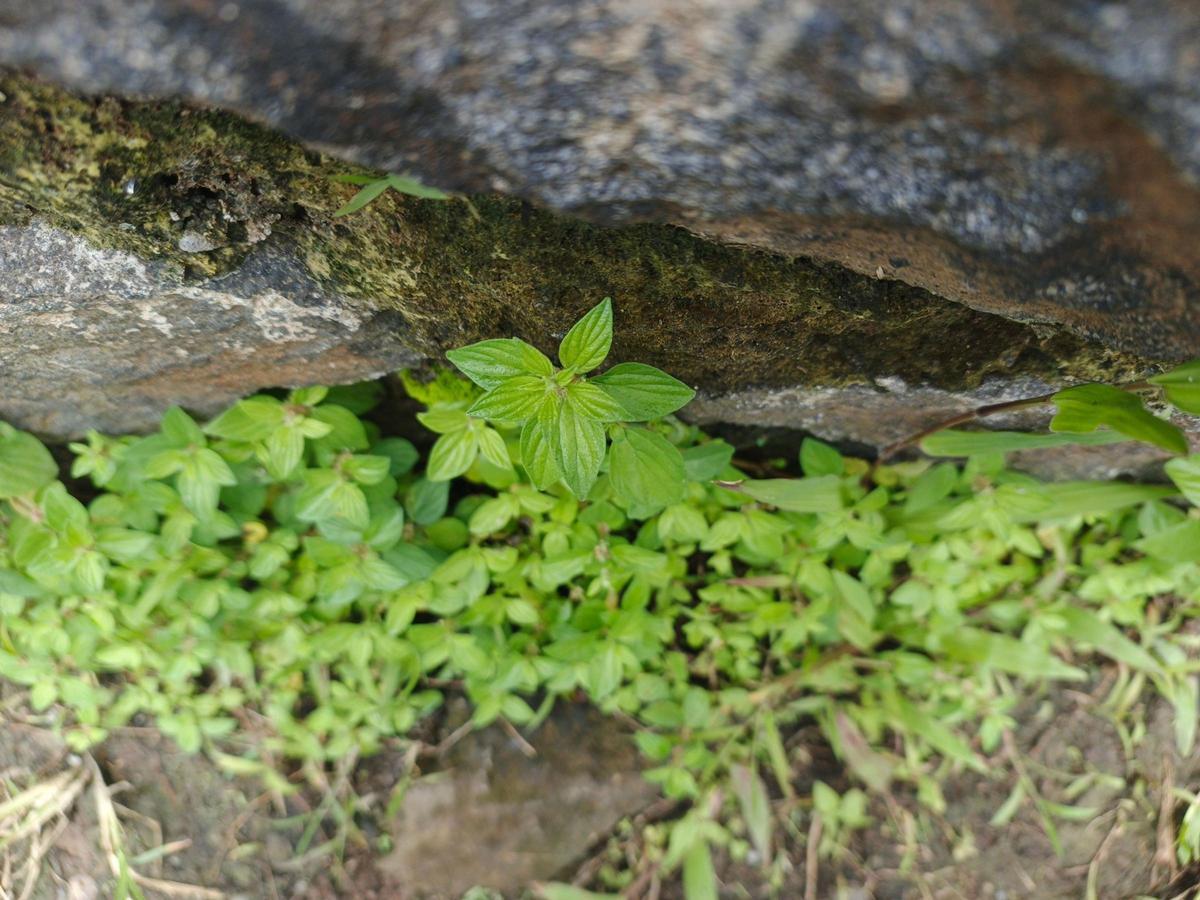 La vegetación rupícola, vital para el equilibrio ecológico de las paredes rocosas