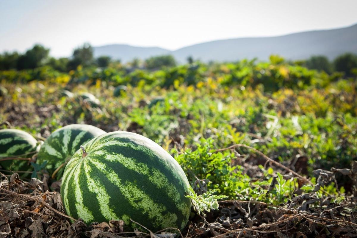 El cultivo de la sandía mejora con la técnica de intercropping