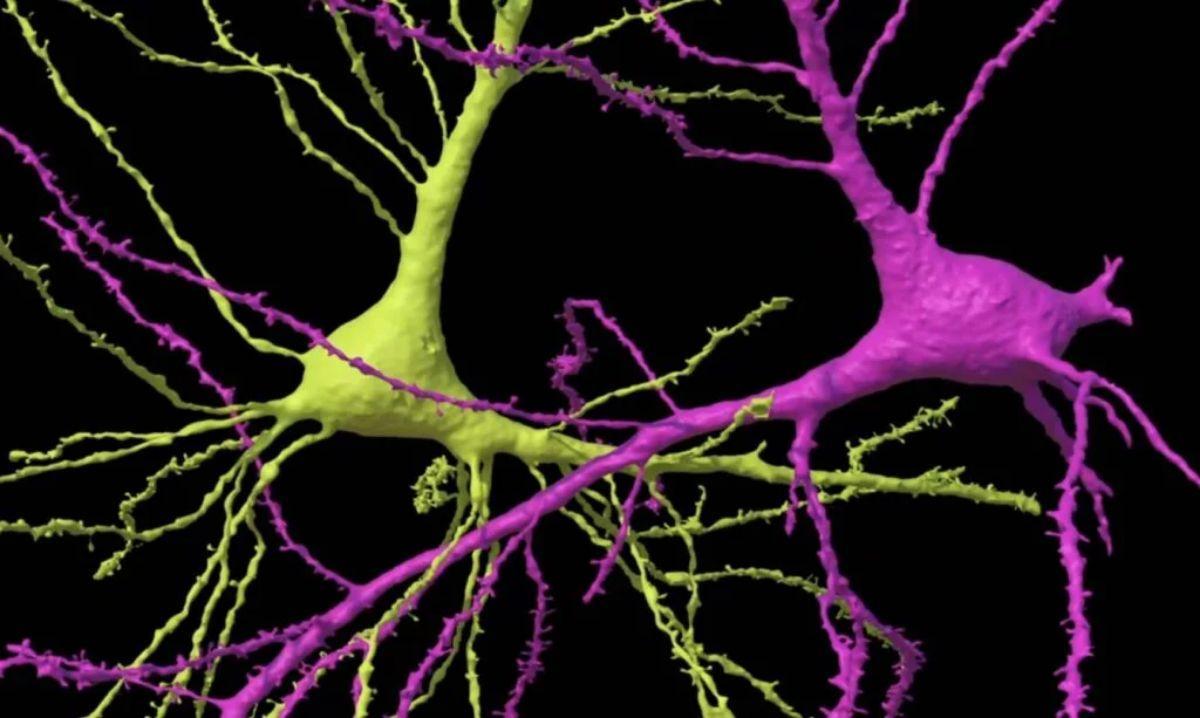 Grupos de células representadas dentro de la capa más profunda de la corteza temporal en el cerebro humano.