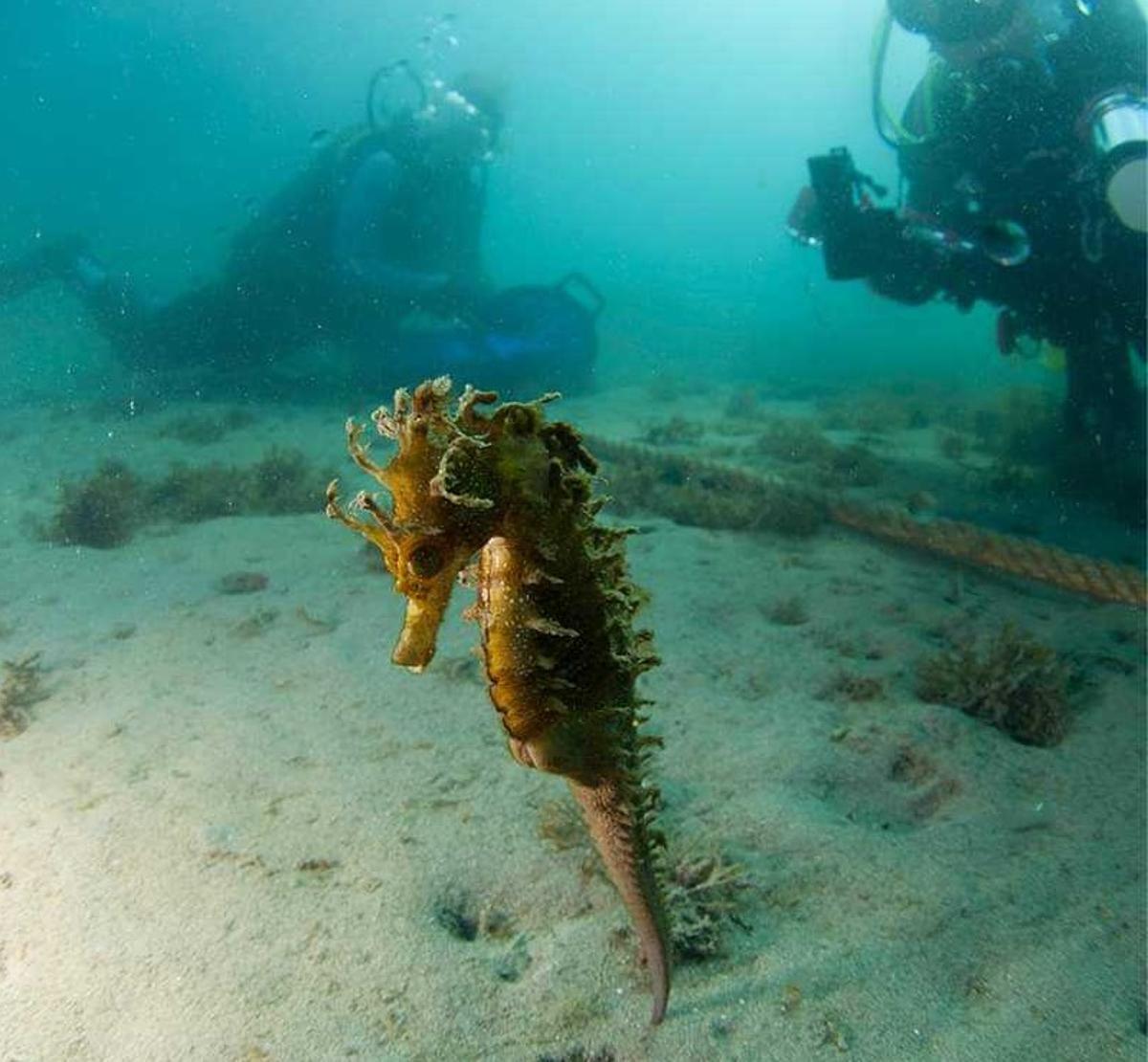 Los submarinistas han logrado identificar ocho colonias en el Mediterráneo