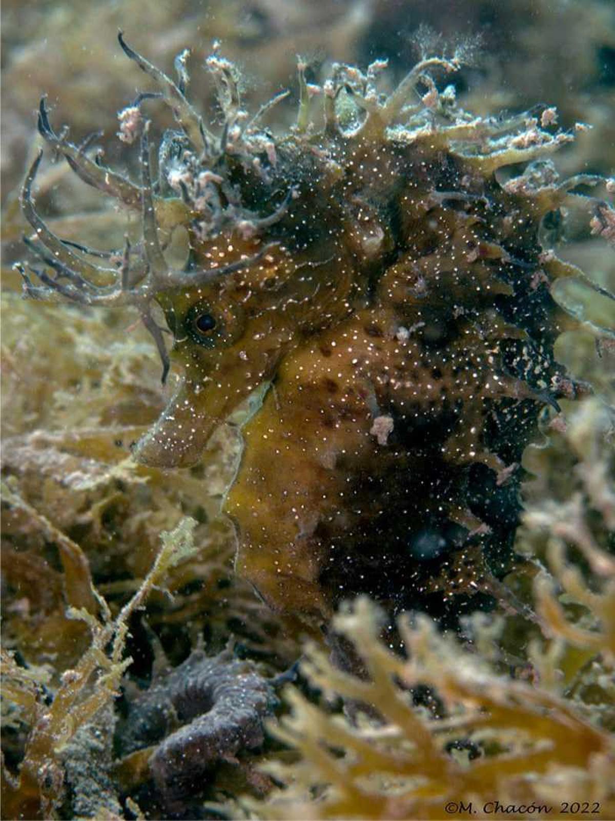 Los caballitos de mar sufren las consecuencias del calentamiento del Mediterráneo