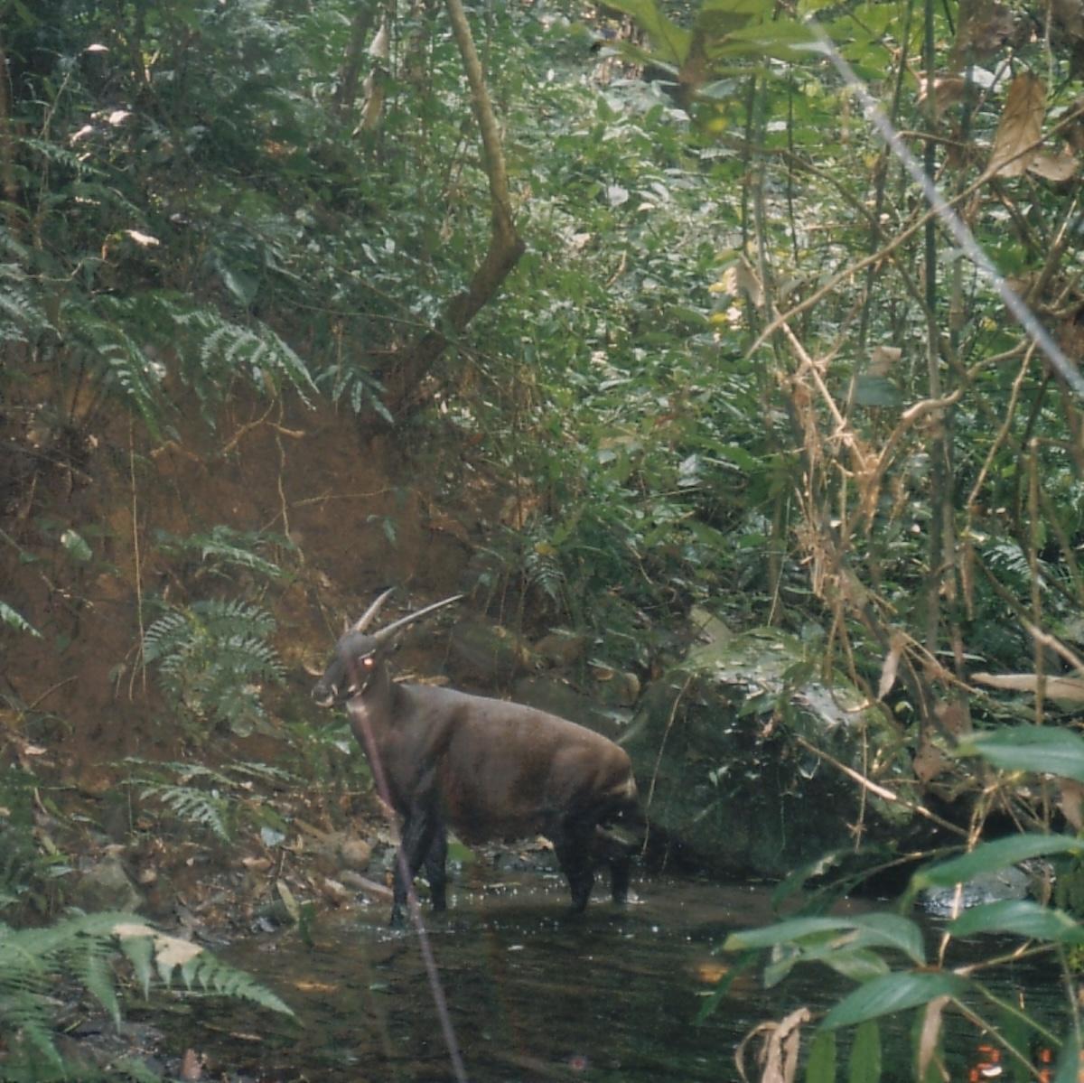 Imagen de un saola salvaje tomada por una cámara trampa.