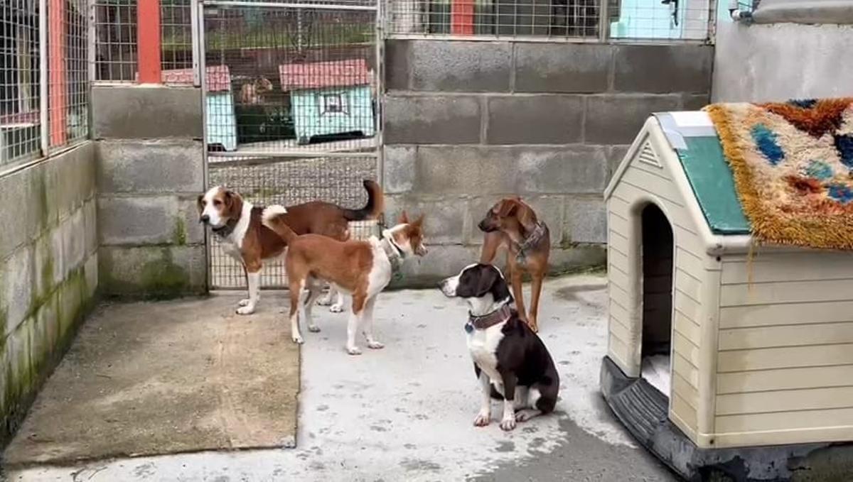 Residentes en el refugio de Os Biosbardos, en Ponteareas.