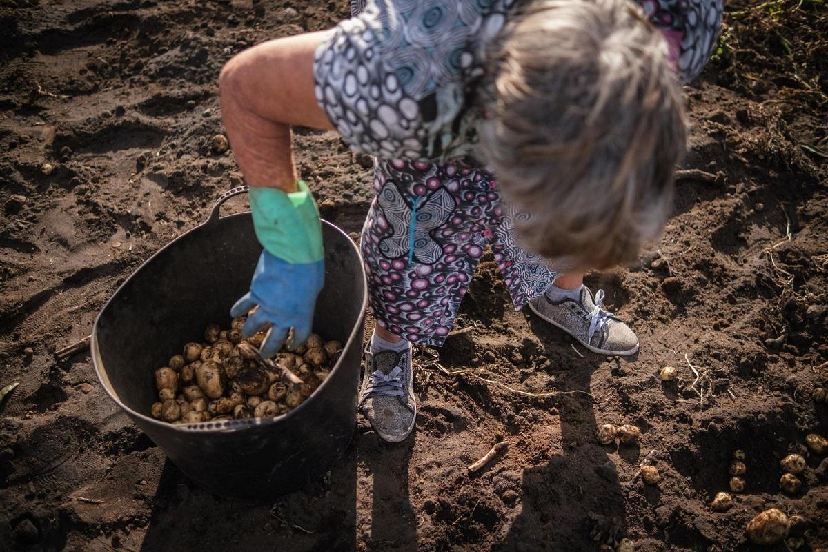 El cáncer de piel no melanoma se asocia a ciertas profesiones de la agricultura, la ganadería o la jardinería.