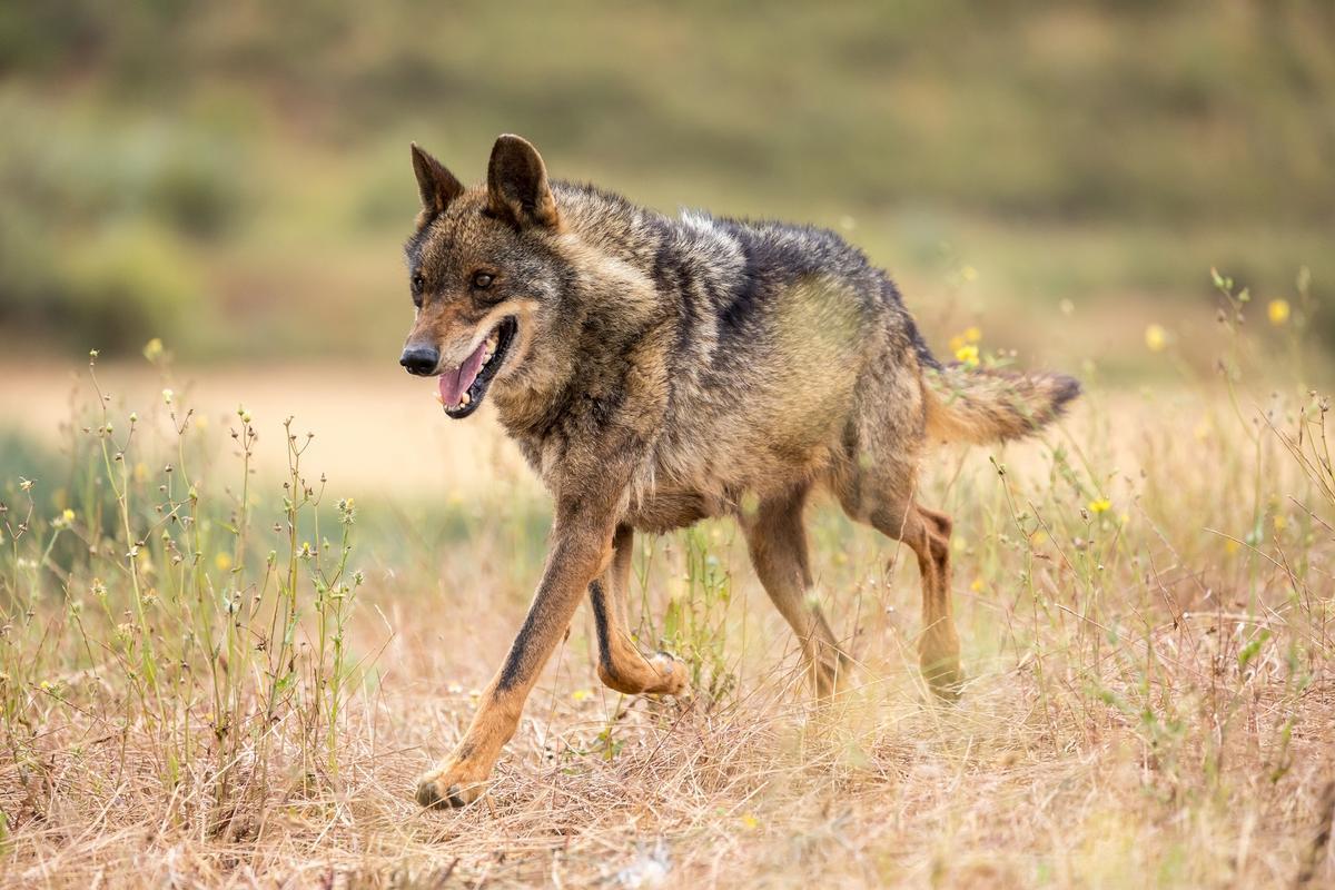 Ejemplar de lobo ibérico