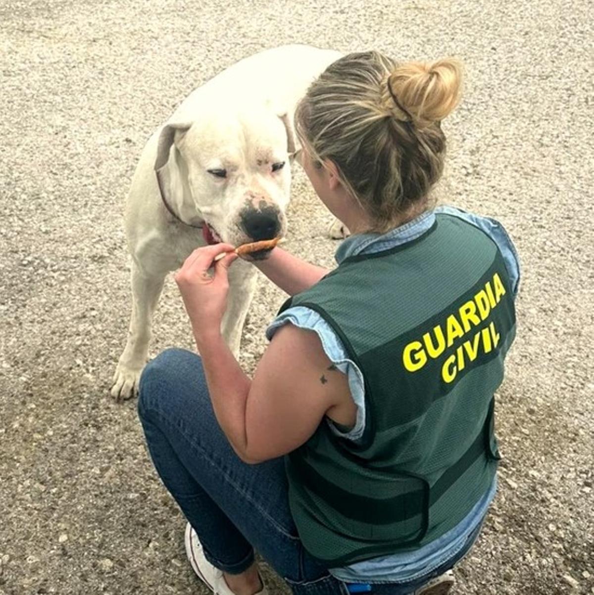Una agente de la Guardia Civil con el perro agredido, un Dogo Argentino.