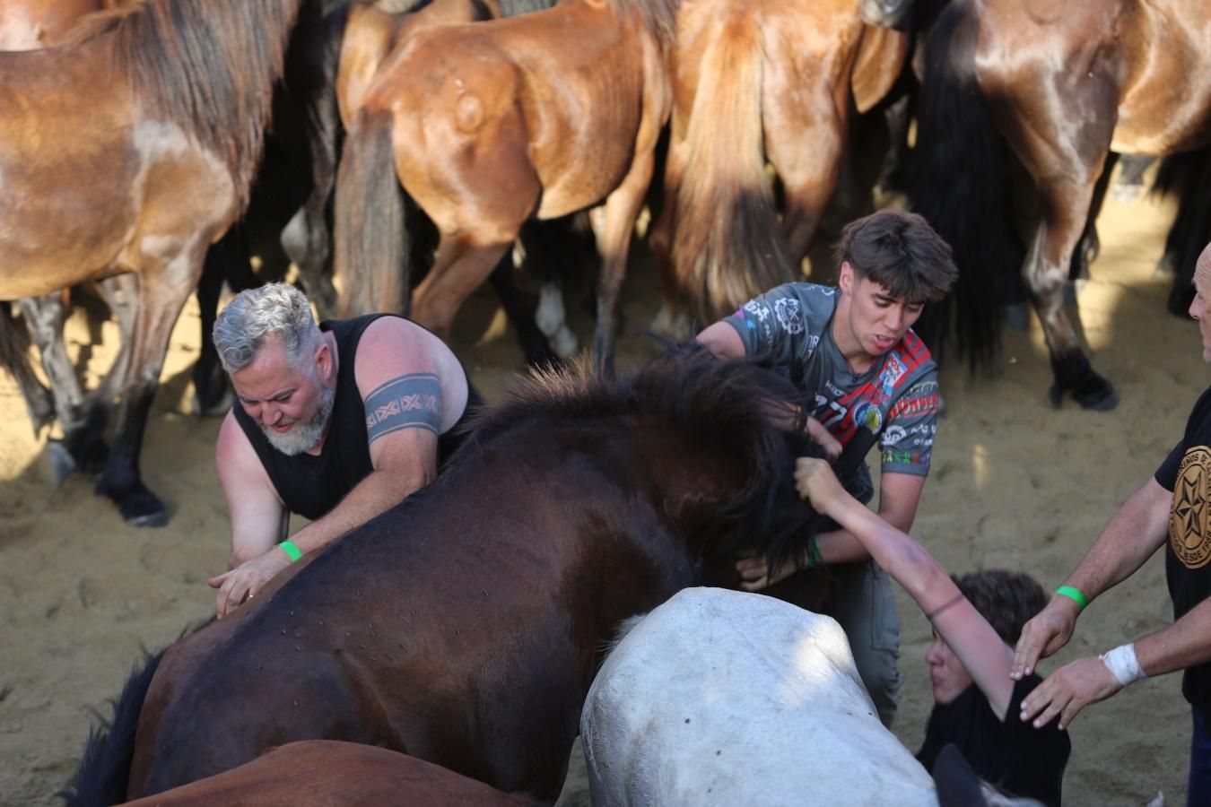 Las imágenes de la Rapa das Bestas de Sabucedo