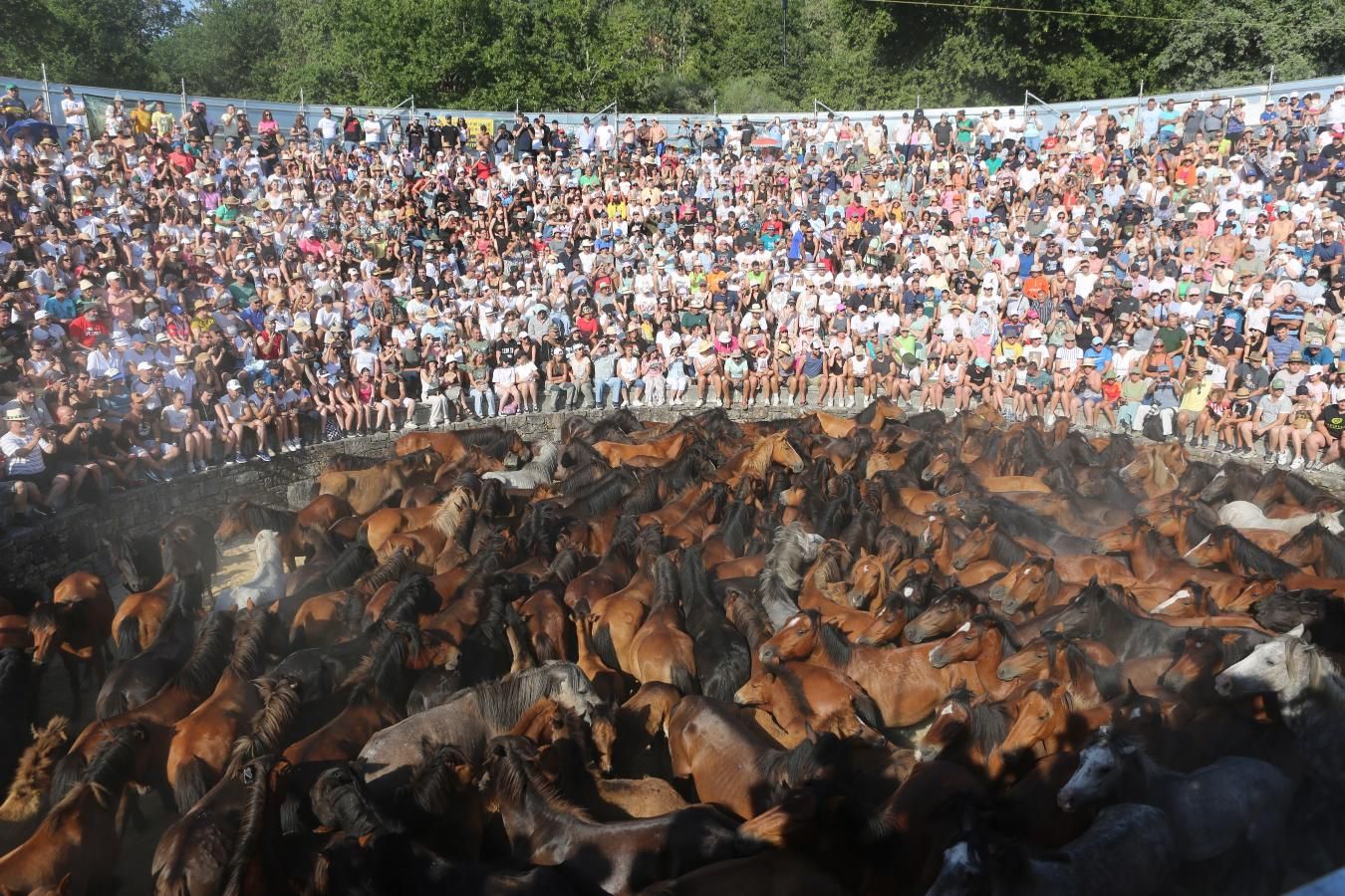 Las imágenes de la Rapa das Bestas de Sabucedo