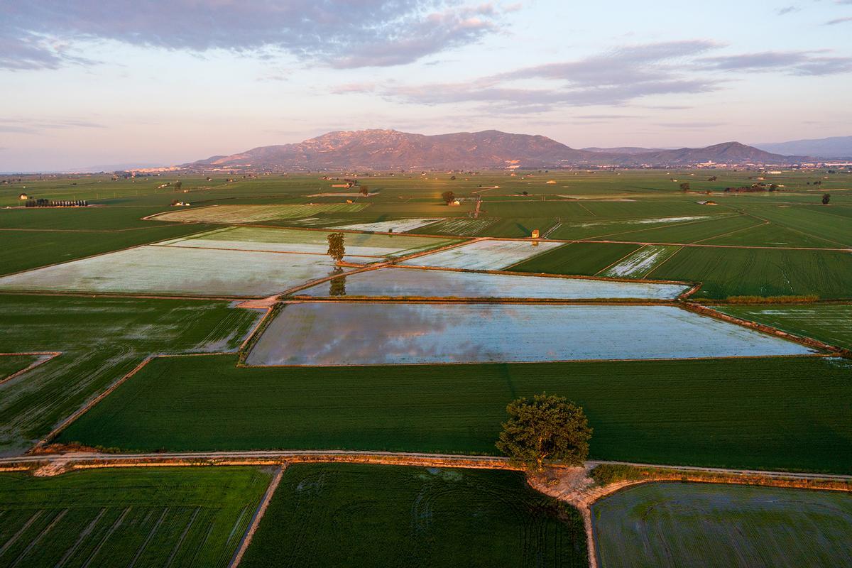 Terres de l'Ebre. Campo de arroz.
