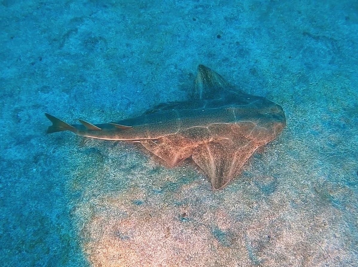 Tiburón ángel en las Islas Canarias.