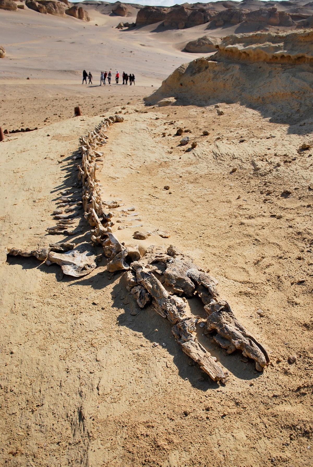 Esqueleto 'Basilosaurus isis' en el Valle de las Ballenas
