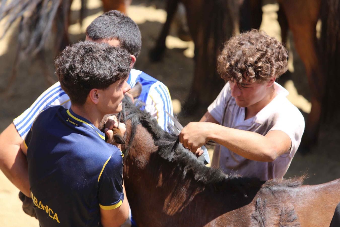Las imágenes de la jornada de domingo de la Rapa das Bestas