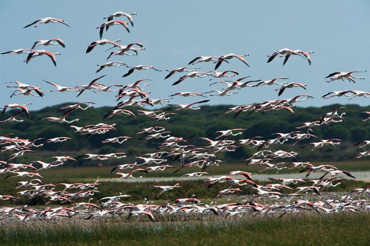 Aves en Doñana